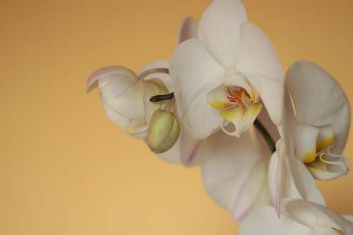 Orchid Phalaenopsis Butterfly Orchid White Yellow