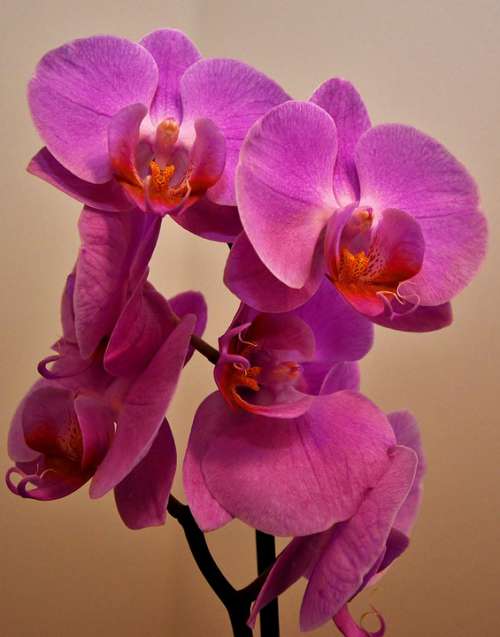 Orchid Flower Panicle Phalaenopsis Close Up Flower