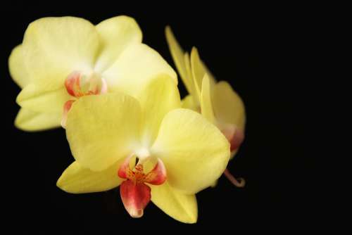 Orchids Flowers Close Up Yellow Black