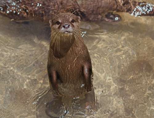 Otter Small Asian Animal Mammal Water River