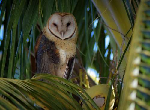 Owl Bird Nature Plumage Eyes Raptor Wildlife