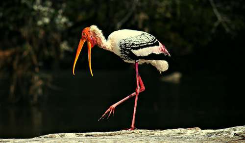 Painted Storks Bird Stork Wildlife Nature Feathers