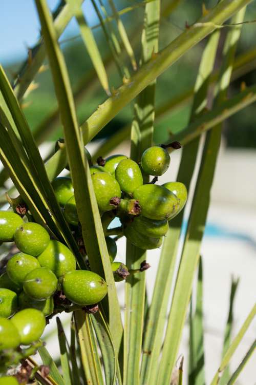 Palm Fruit Fruits Exotic Palm Tree Infructescence