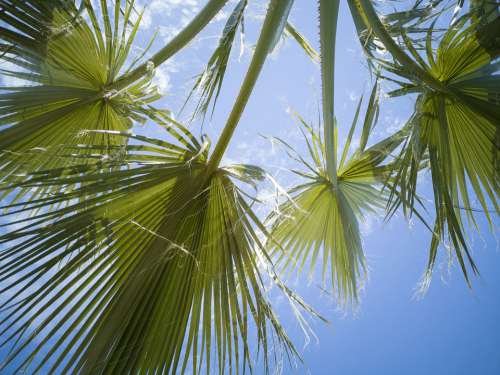 Palm Tree Leaves Green Nature Forest Botanical