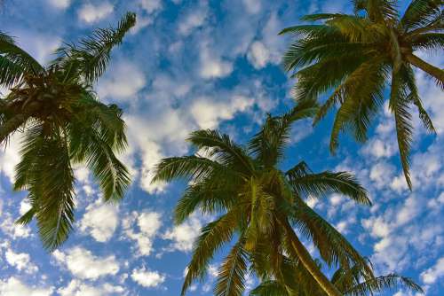 Palm Trees Sky Clouds Blue
