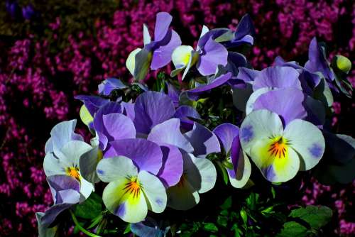 Pansies Flowers Spring Nature Flourishing