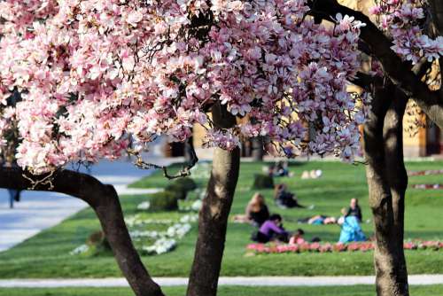 Park Spring Magnolia Flowers Grass Natural Meadow