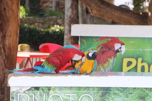 Parrot Parrots Bird Birds Show Circus Animal