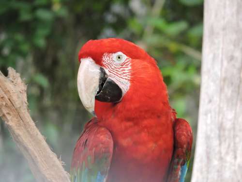 Parrot Gucamaya Colombia Bird Red Look Macaw