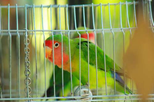 Parrot Bird Lovebird Ara Plumage Exotic Nature