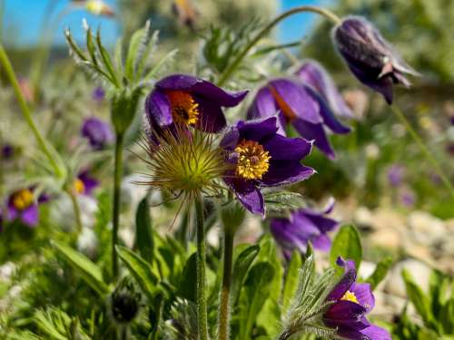 Pasque Flower Plant Hairy Bells Nature Flower