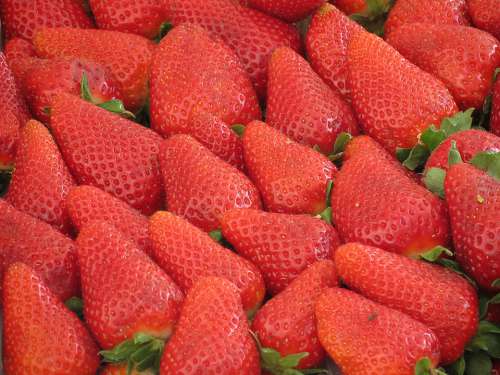 Pattern Strawberries Garden Redhead