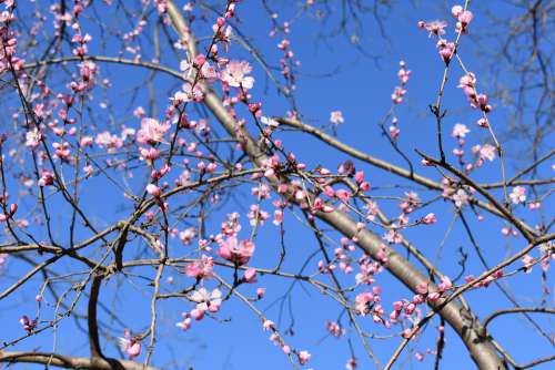 Peach Blossom Natural The Scenery Views Red Pistil