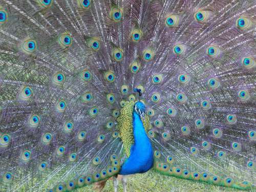 Peacock Fowl Feathers Bird Plumage Color Nature