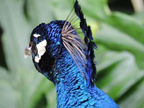 Peacock Feathers Eye Look Exotico Pen Plumage