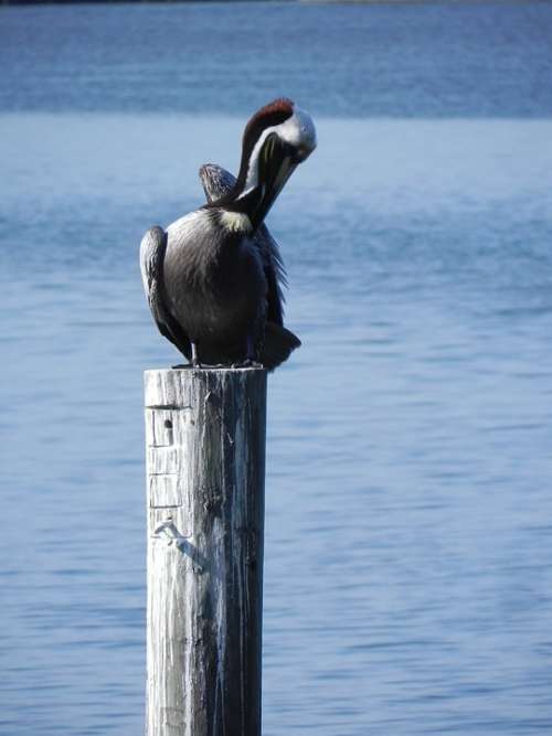 Pelican Morning Beach Wildlife Nature