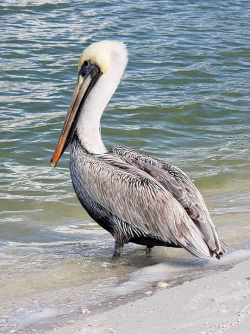 Pelican Naples Nature Seashore Shorebird
