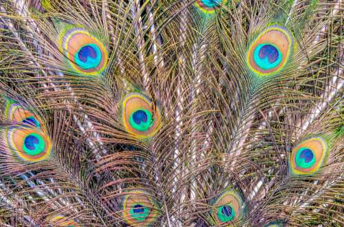Pen Peacock Wheel Plumage Colorful Color Nature