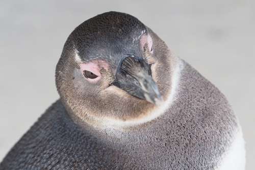 Penguin South Africa Beach Cape Town Bird Penguins
