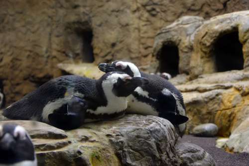 Penguin Zoo Animals Together Mates