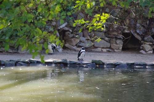 Penguin Cold Water Bird Nature Cute Animals Wild