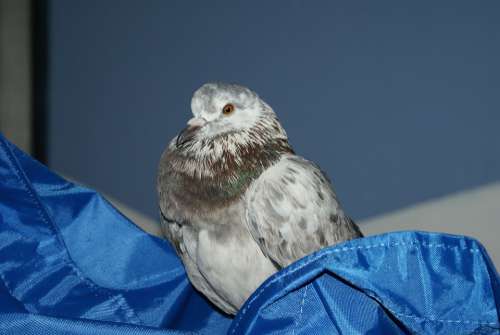 Pigeon Bird Plumage Feathers Animals