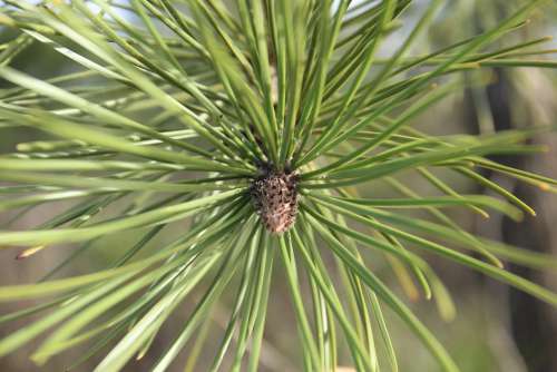 Pine Fir Tree Nature Forest Branches Branch