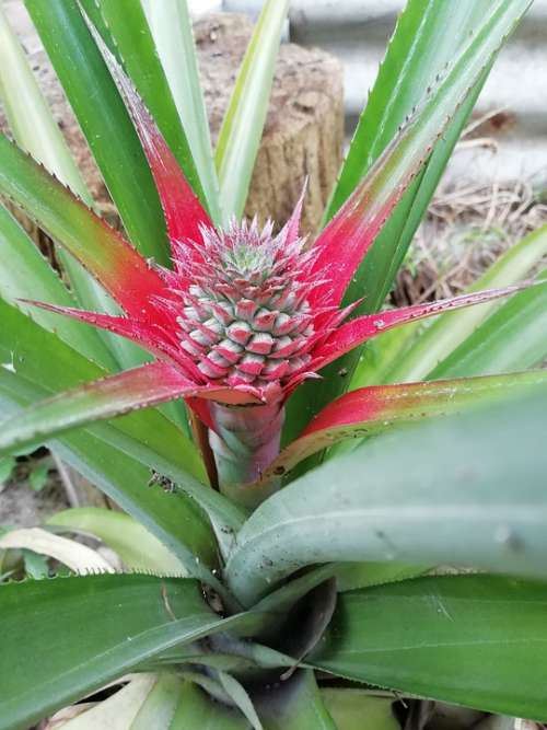 Pineapple Piñal Green Red Growth Nature