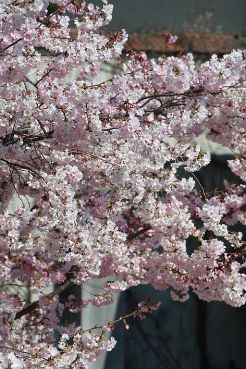 Pink Flower Tree Spring Nature Garden Petals Zen