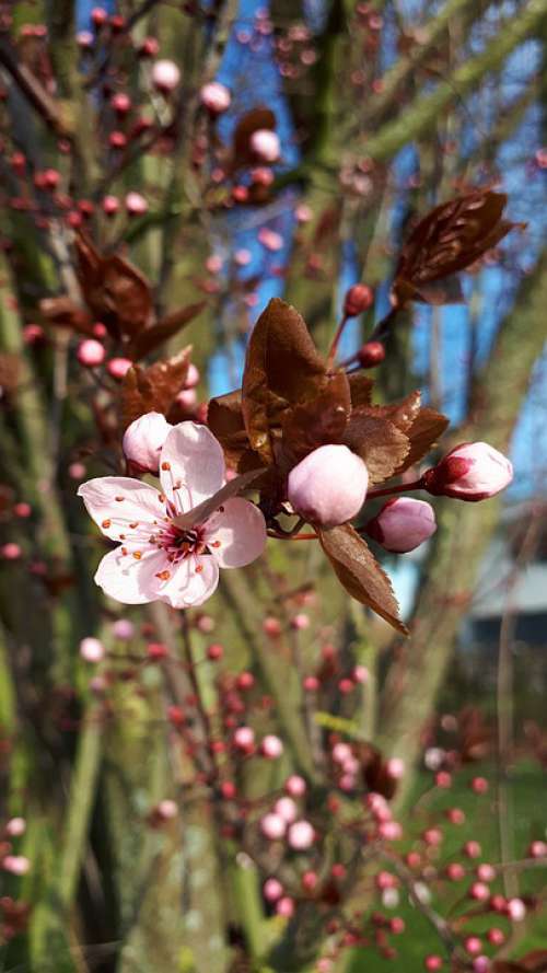 Pink Blossom Blossom Almond Blossoms Tree