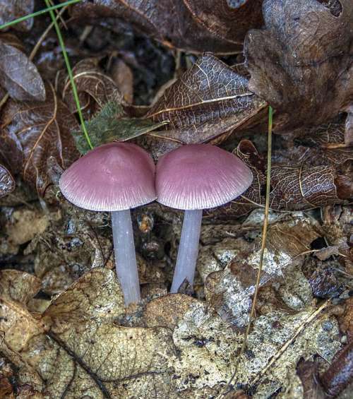 Pink-Bonnet Mushroom Fungus Nature Season Cap