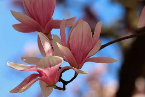 Pink Magnolia Spring Flowers Blooming Tree Nature