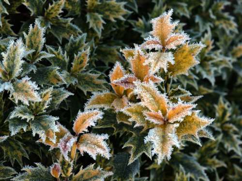 Plant Frost Gel Winter Nature Ice Leaves