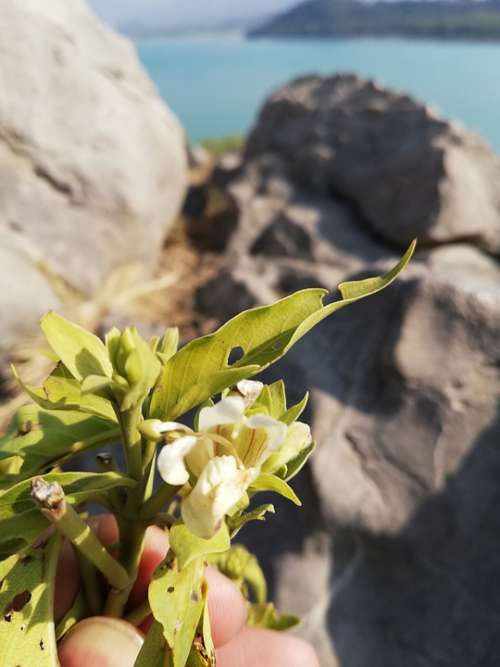 Plant Closeup Garden Nature Green Succulent Flora