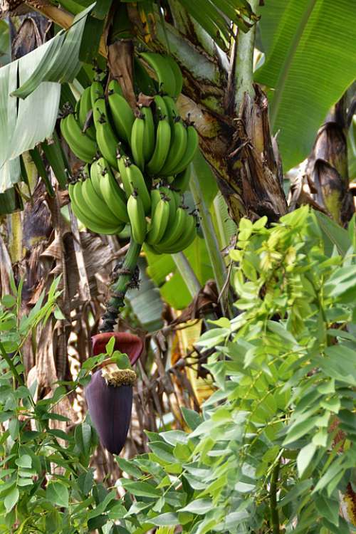 Plant Banana Tree Fruit Green Tropical Banana