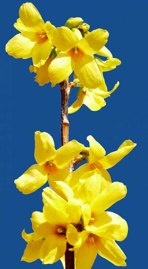 Plant Bush Forsythia Blossom Bloom Yellow Close