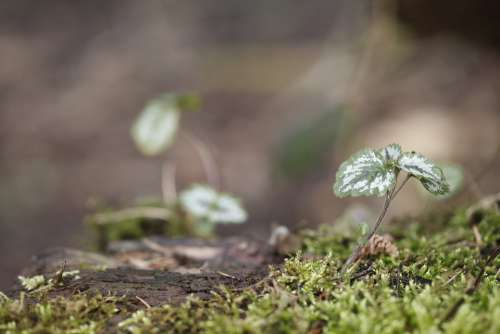 Plant Small Moss Forest Floor Green Spring Macro