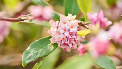 Plant Natural Flowers Spring Early Spring 沈丁花