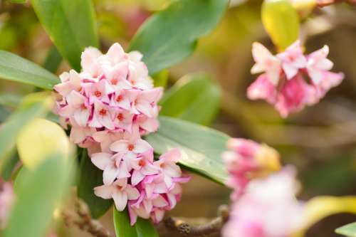 Plant Natural Flowers Spring Early Spring 沈丁花