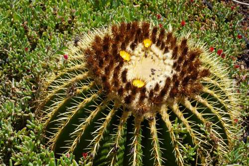 Plant Cactus Desert Nature Prickly Landscape