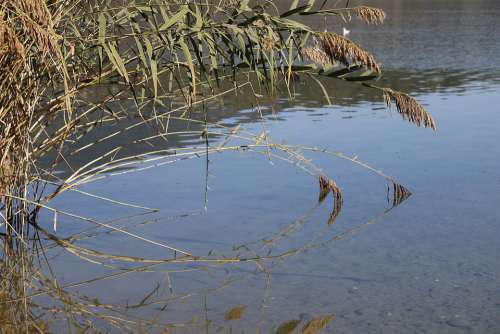 Pond Reeds Bambu Nature Reflection Summer Stream