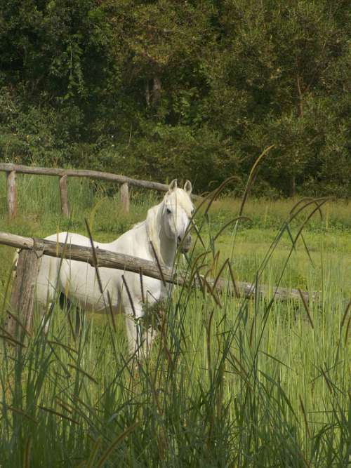 Pony White Grass Paddock Pomona Queensland