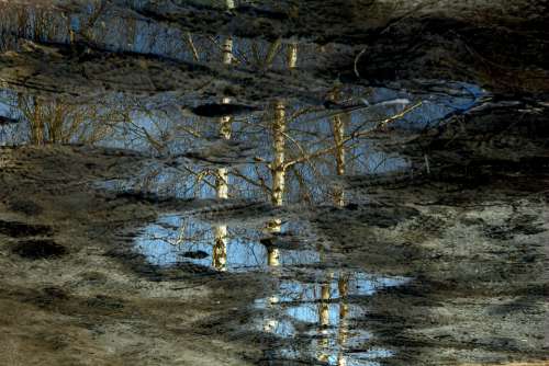 Pool Reflection Mirror Birch