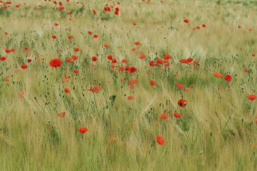 Poppy Field Of Poppies Red Field Poppy Flower