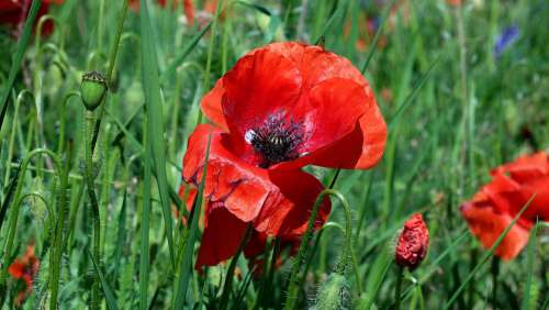 Poppy Papaver Rho Flower Garden Nature Flowers