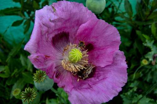 Poppy Plant Nature Blossom Bloom Mohngewaechs