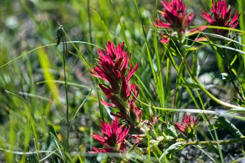 Prairie-Fire Indian Paintbrush Wildflower Blossom