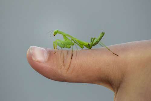 Praying Mantis Insect Green Bug Creepy Crawly Legs