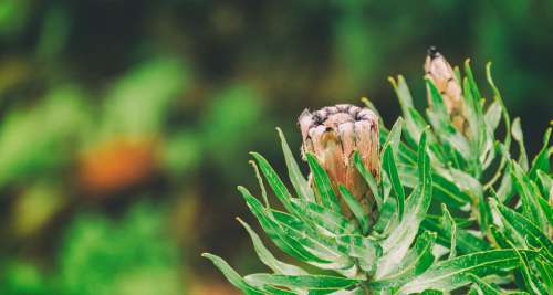 Protea Green Nature Bloom Blossom Flora Plant
