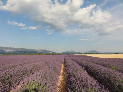 Provence Lavender Summer Flowers Purple Nature